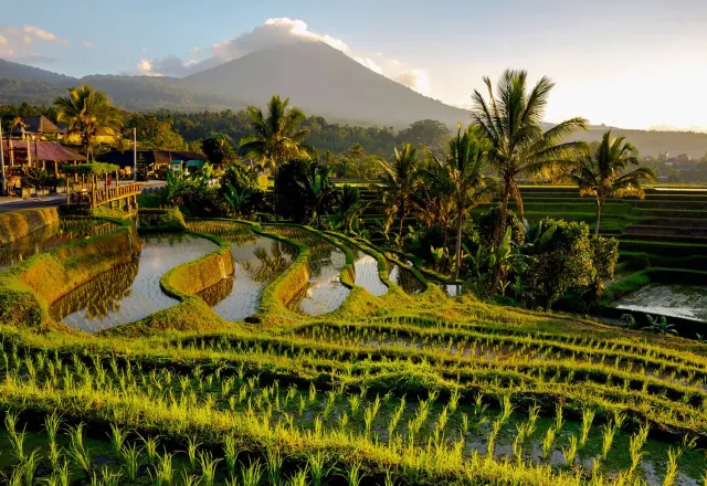 Tanah Lot & Jatiluwih Private Day Tour